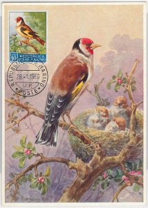 52663 - SAN MARINO - MAXIMUM CARD - ANIMALS BIRDS 1960-