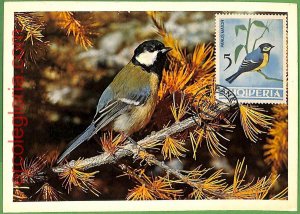 32892 - ALBANIA - MAXIMUM CARD - 1956 - FAUNA, BIRDS-