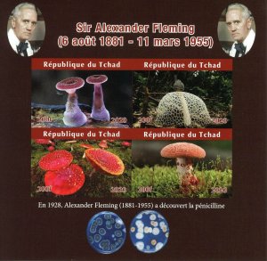 Mushrooms Stamps Chad 2020 MNH Alexander Fleming Fungi Penicillin 4v IMPF M/S