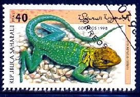 Common Collared Lizard, Sahara stamp used
