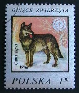 Poland  -  2215  -  Wolf