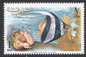 SHARJAH SCOTT 145