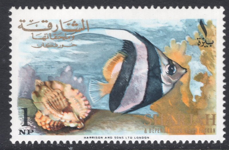 SHARJAH SCOTT 145