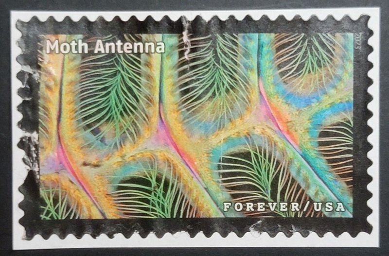 US 5802h (2023 Life Magnified - Moth Antenna)