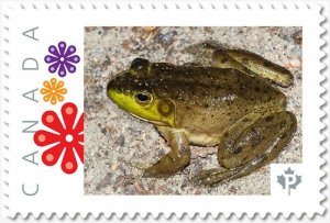 cp. FROG on sandy beach = Picture Postage stamp MNH Canada 2018 [p18-01sn26]