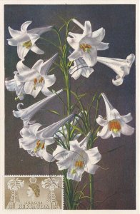 Bermuda # 143, Easter Lilies on a Maxi Card