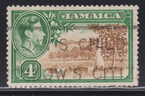 Jamaica 122 Citrus Grove 1926