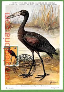 32855 - CONGO - MAXIMUM CARD - 1963 - FAUNA, BIRDS-