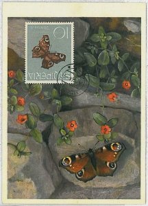 32383 - Albania - MAXIMUM CARD: intects BUTTERFLIES 1964 #5-