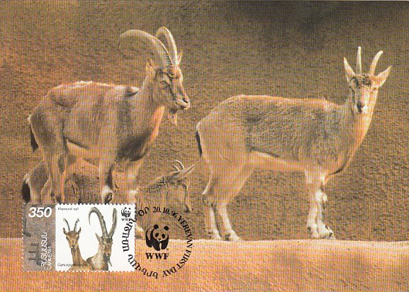 Armenia 1996 Maxicard Sc #543 350d Capra aegagrus goats Two facing forward WWF