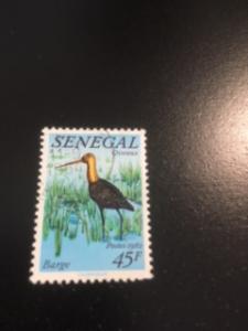 Senegal sc 579 u bird