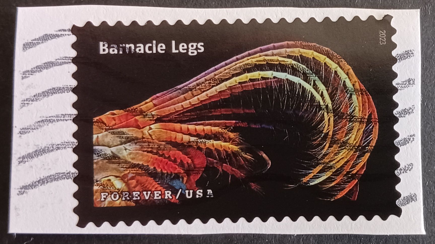 2023 US 5802r Barnacle Legs Life Magnified Sea Life Used On Paper United States, General Issue