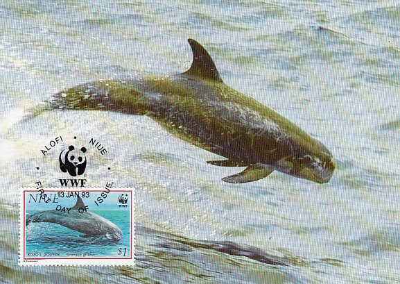 Niue 1993 Maxicard Sc #654 $1 Risco's dolphin WWF