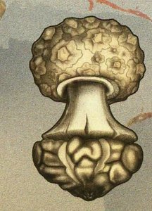 Mushrooms Stamp Amanita Caesarea Amanita Solitaire S/S MNH #2742 / Bl.272 