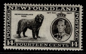 CANADA - Newfoundland GVI SG262 14c black M MINT.