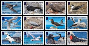 ASCENSION ISLAND 2026 SEABIRDS