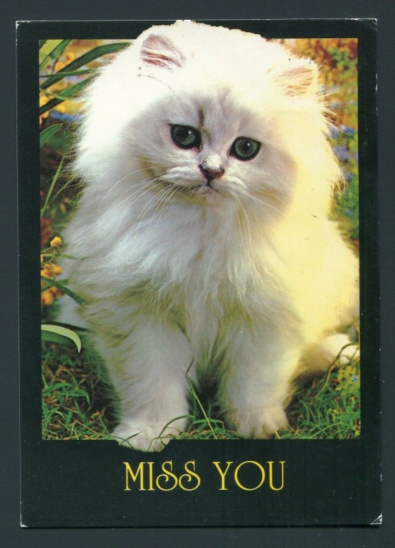 1993 Fluffy White Kitten Postcard - Fort Myers, Florida to Local Address