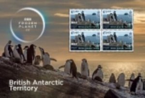 2023/03- BRITISH ANTARCTIC - FROZEN PLANET II   BF 4X 1.60   complet set MNH**T