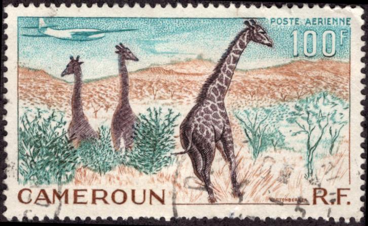 cameroun Scott C35 used - Giraffes