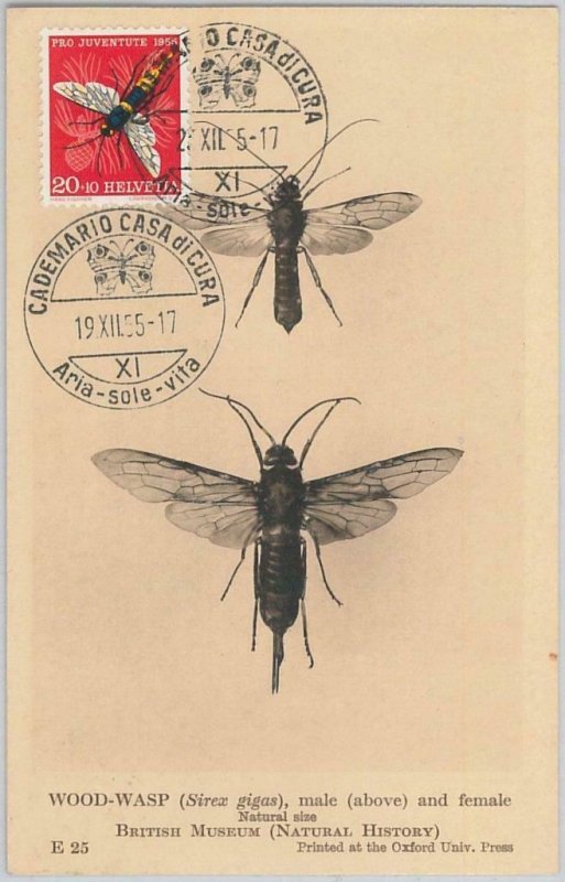 52713 - SWITZERLAND - MAXIMUM CARD - 1955 PRO JUVENTUTE Insects WASP-