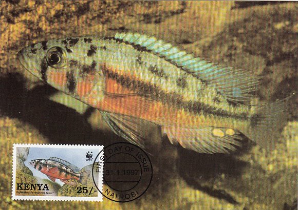 Kenya 1997 Maxicard Sc #703 25sh Orange Rock hunter cichlid WWF