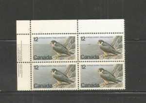 Peregrine Falcon