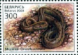 Snake, Coronella Austraiaca, Belarus stamp SC#462 MNH