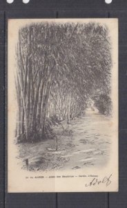 ALGERIA,1902 ppc Algiers, Bamboo Alley, Jardin d'Essais, 5c., ALGIERS to Austria 