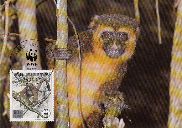 Madagascar 1988 Maxicard Sc #836 60fr Golden Gentle lemur WWF