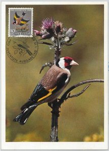 63814 - SWITZERLAND - POSTAL HISTORY: MAXIMUM CARD 1969 - birds PRO JUVENTUTE-