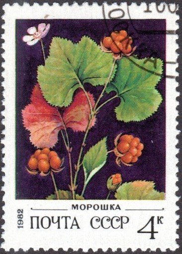 Russia 5023 - Cto - 4k Cloudberry (1982)