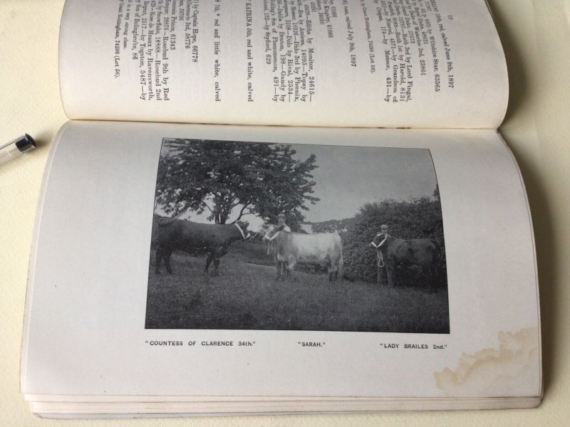 The Field Ellesmere Mr E. K. Bickley’s Shorthorn Herd 1900  Sale Ref  53899