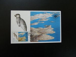 european year of nature animal seal maximum card Yugoslavia 1982