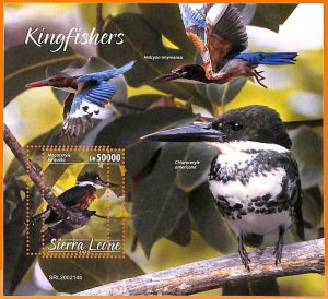 A6827 - SIERRA LEONE, Error, 2020, MISSPERF SOUVENIR SHEET: Kingfisher Birds-