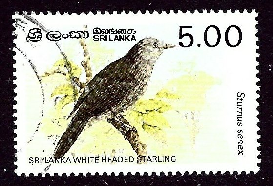 Sri Lanka 838 Used 1987 Bird    (ap3476)