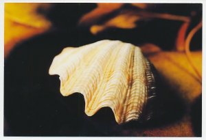 Postal stationery China 2009 Oyster - Shell