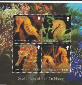 MONTSERRAT   Seahorses