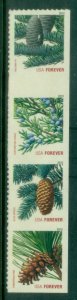 USA 2010 Pine Cones MUH