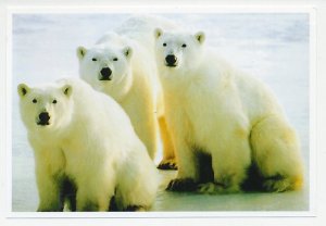 Postal stationery China 2006 Polar bear