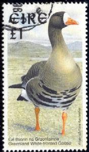 Bird, Greenland White-fronted Goose, Ireland SC#1040 used