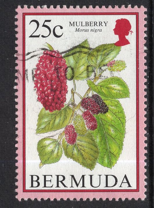 Bermuda 674 Mulberry Used VF