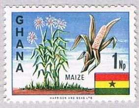 Ghana Maize (AP115332)