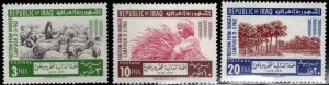 IRAQ Scott 333-335 MNH** FAO  Freedom From Hunger stamp set,  1963