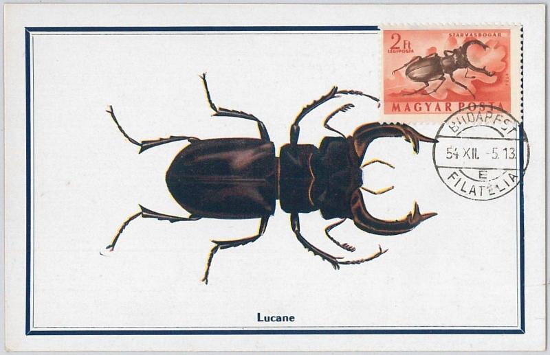 52562 - HUNGARY -  MAXIMUM CARD - 1954  ANIMALS:  INSECTS