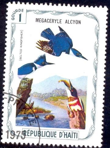 Bird, Kingfisher (Megaceryle Alcyton), Haiti stamp used