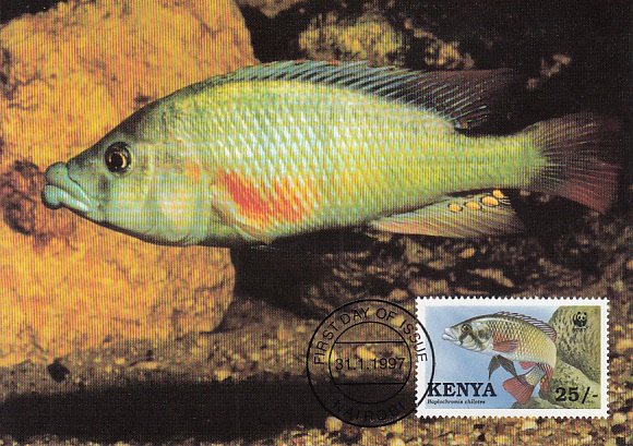 Kenya 1997 Maxicard Sc #704 25sh Lobe-lipped cichlid WWF