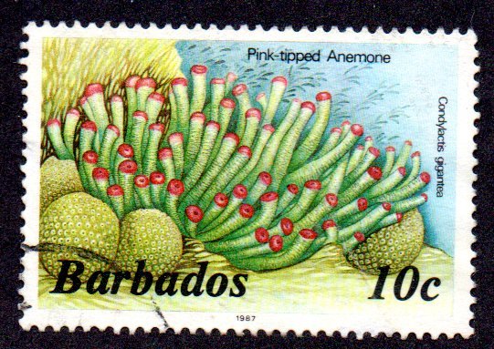 BARBADOS 643 USED BIN $1.00 CORAL