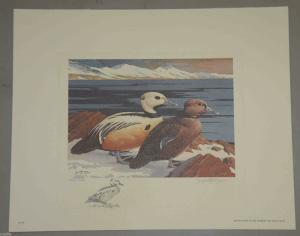 RW40 1973 FEDERAL  DUCK STAMP PRINT Steller's Eider by Leblanc Perfect Condition