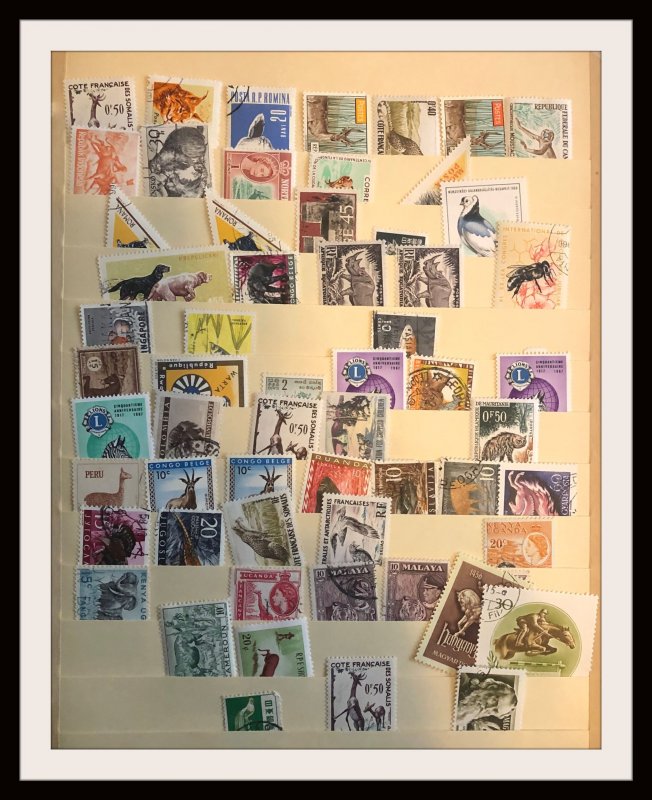 Medium Size Foreign Accumulation