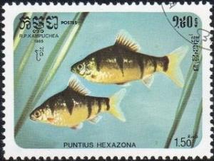 Cambodia 642 - Cto - 1.50r Pentazona Barb (1985) (cv $0.30)